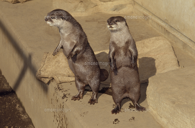 コツメカワウソのつがい の写真素材 イラスト素材 アマナイメージズ コツメカワウソのつがい の写真素材 イラスト素材 アマナイメージズ