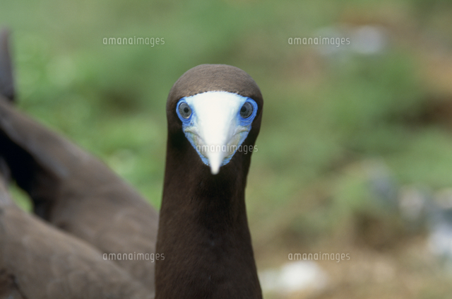 blue-bird-with-black-white-