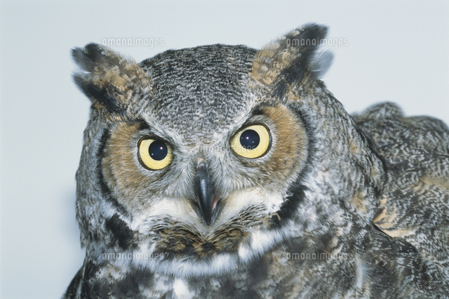 アメリカワシミミズクの顔 の写真素材 イラスト素材 アマナイメージズ