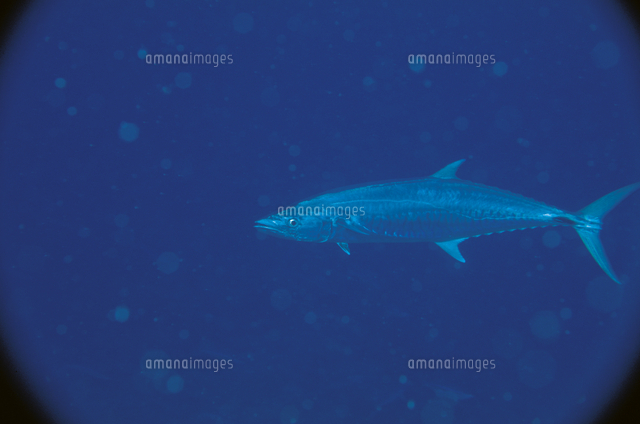 ヨコシマサワラ の写真素材 イラスト素材 アマナイメージズ