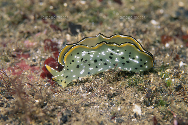 コノハミドリガイ[32061000515]の写真・イラスト素材｜アマナイメージズ