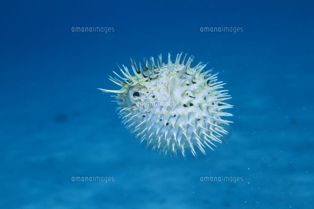 膨らんだハリセンボン の写真素材 イラスト素材 アマナイメージズ