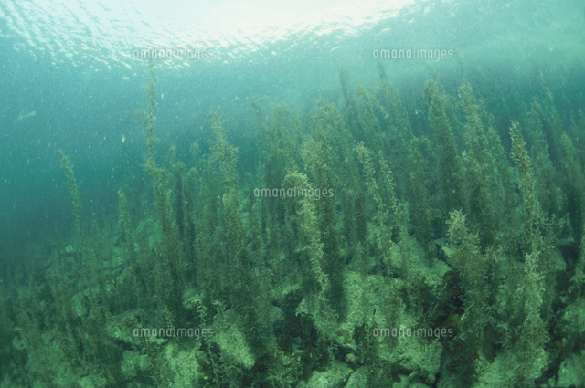 藻場 の写真素材 イラスト素材 アマナイメージズ