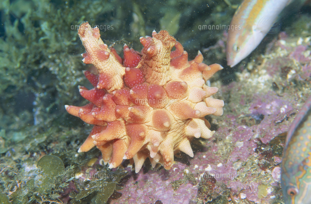 マボヤ の写真素材 イラスト素材 アマナイメージズ