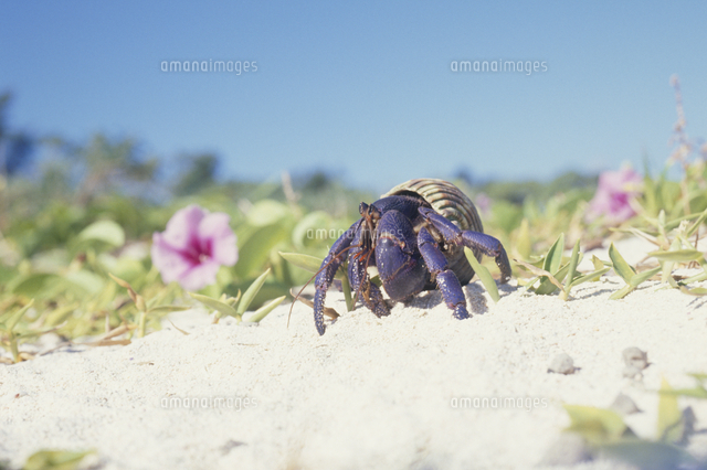 ムラサキオカヤドカリ の写真素材 イラスト素材 アマナイメージズ ムラサキオカヤドカリ の写真素材 イラスト素材 アマナイメージズ