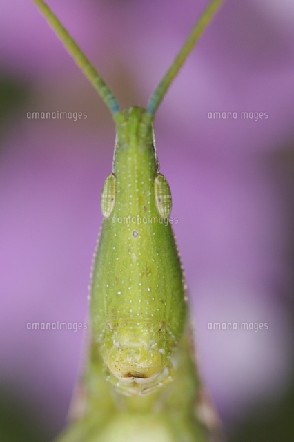 オンブバッタの正面顔 の写真素材 イラスト素材 アマナイメージズ