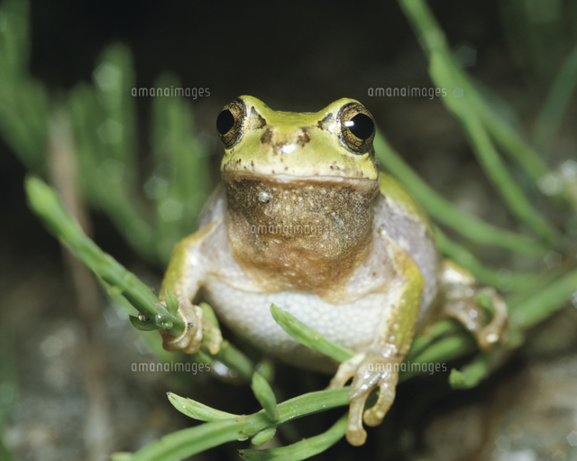 鳴く用意をするニホンアマガエル アマガエル の写真素材 イラスト素材 アマナイメージズ