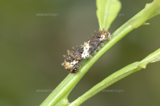 アゲハ ナミアゲハ の幼虫 2齢から3齢への脱皮 10 10 の写真素材 イラスト素材 アマナイメージズ