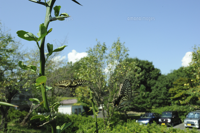 アゲハ ナミアゲハ 逃げる前のメスを追いかける後のオス の写真素材 イラスト素材 アマナイメージズ