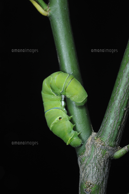 アゲハ ナミアゲハ の5齢幼虫 脱糞後 蛹化場所へ移動a の写真素材 イラスト素材 アマナイメージズ