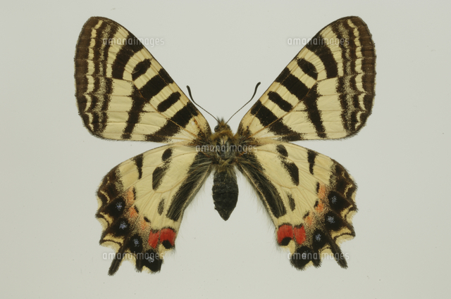 ヒメギフチョウのオス[32064000558]の写真・イラスト素材｜アマナ