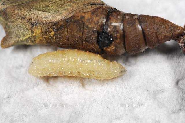 アゲハ ナミアゲハ の蛹より脱出した寄生バエの幼虫 の写真素材 イラスト素材 アマナイメージズ
