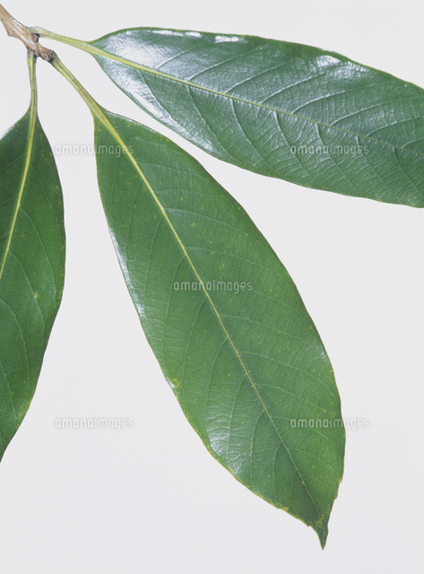 鞍葉ページ ツクバネガシの葉 表側[32064000837]の写真・イラスト素材｜アマナ