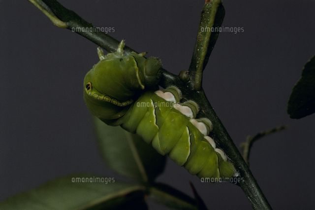 アゲハチョウの蛹化 連続 の写真素材 イラスト素材 アマナイメージズ