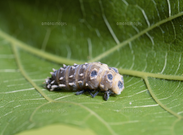ハラグロオオテントウの蛹化 3 1 の写真素材 イラスト素材 アマナイメージズ