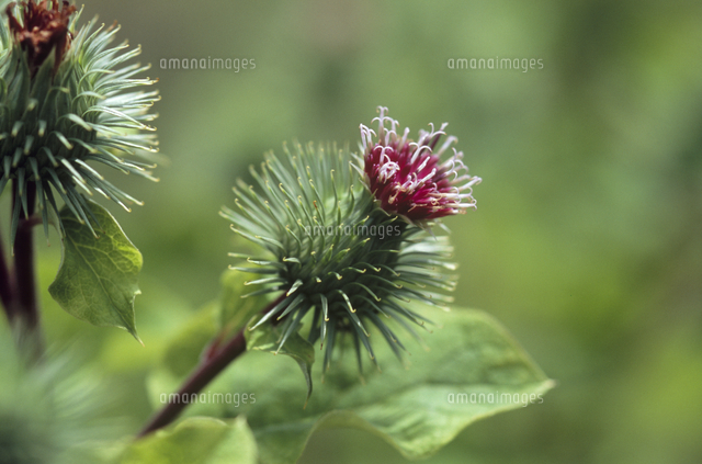 ゴボウの花 の写真素材 イラスト素材 アマナイメージズ