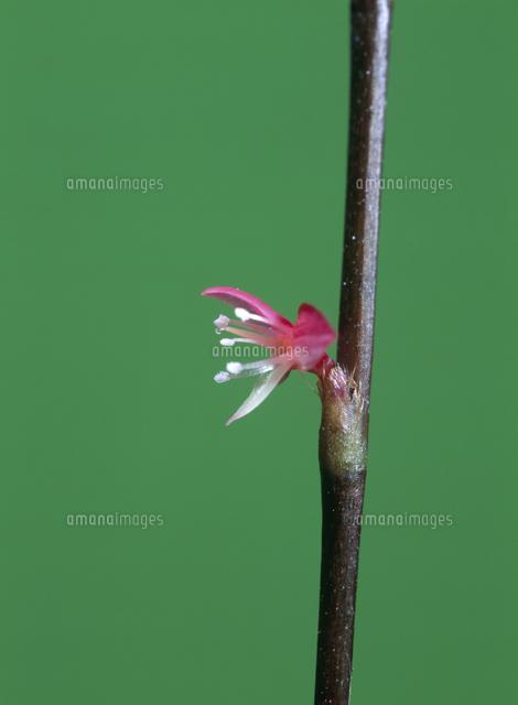ミズヒキの花 の写真素材 イラスト素材 アマナイメージズ