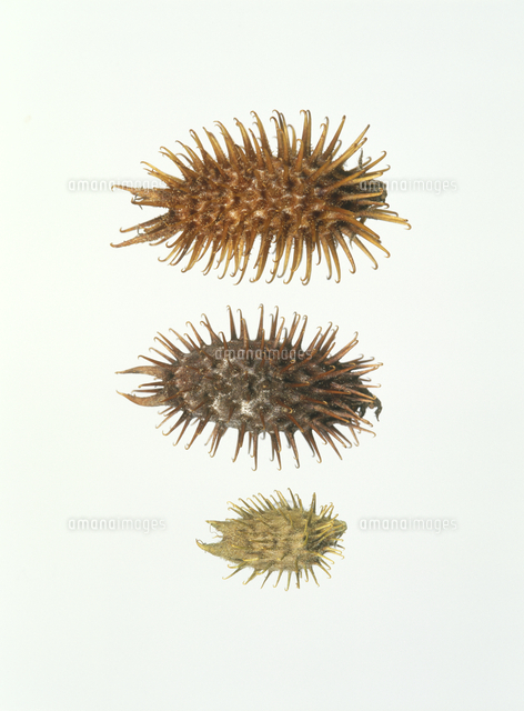 左からオナモミ オオオナモミ イガオナモミ の写真素材 イラスト素材 アマナイメージズ