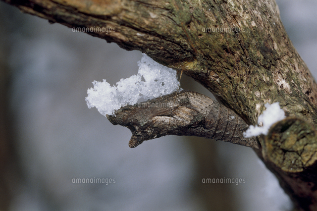 アゲハチョウ 越冬蛹 の写真素材 イラスト素材 アマナイメージズ アゲハチョウ 越冬蛹 の写真素材 イラスト素材 アマナイメージズ