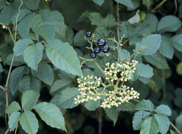 ヤブガラシの花と実 の写真素材 イラスト素材 アマナイメージズ