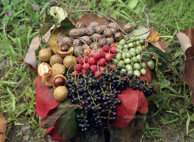 秋の木の実 ヤマブドウ トチ ヤマボウシ サルナシ の写真素材 イラスト素材 アマナイメージズ