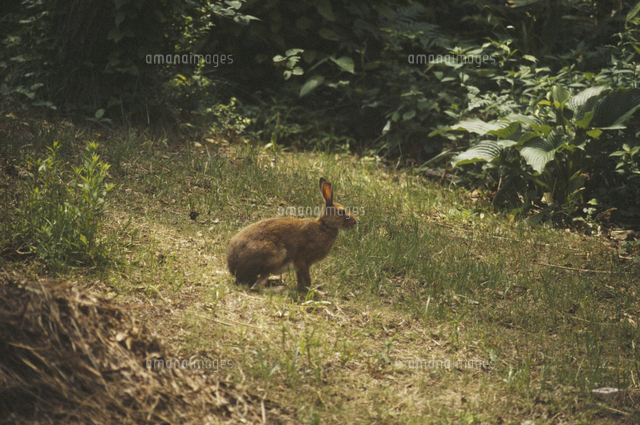夏毛のニホンノウサギ[32066000472]の写真・イラスト素材｜アマナ