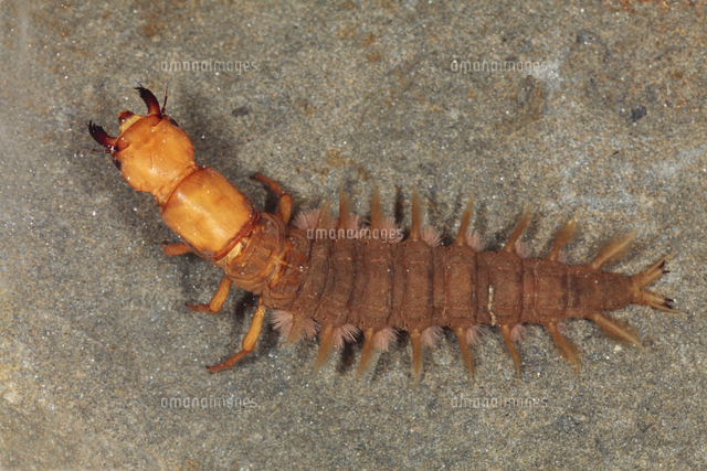 冬でも元気 ヘビトンボの幼虫[32067000696]の写真・イラスト素材