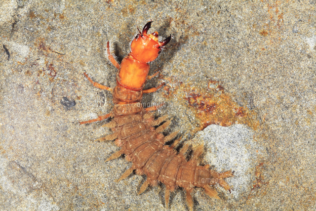 冬でも元気 ヘビトンボの幼虫[32067000699]の写真・イラスト素材