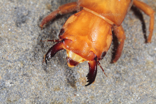 アオナガイトトンボ | 【標本ナビ】多様性生物希少標本ネットワーク