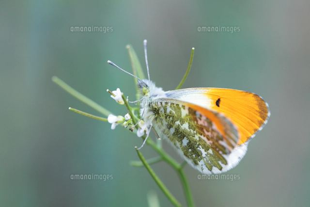 草にとまって翅を広げたクモマツマキチョウのオス（飼育）[32067001643
