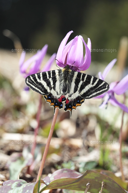 カタクリの花に来たギフチョウ[32067001744]の写真・イラスト
