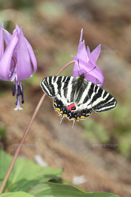 カタクリの花に来たギフチョウ[32067001744]の写真・イラスト