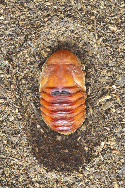 カブトムシ メスの蛹 の写真素材 イラスト素材 アマナイメージズ