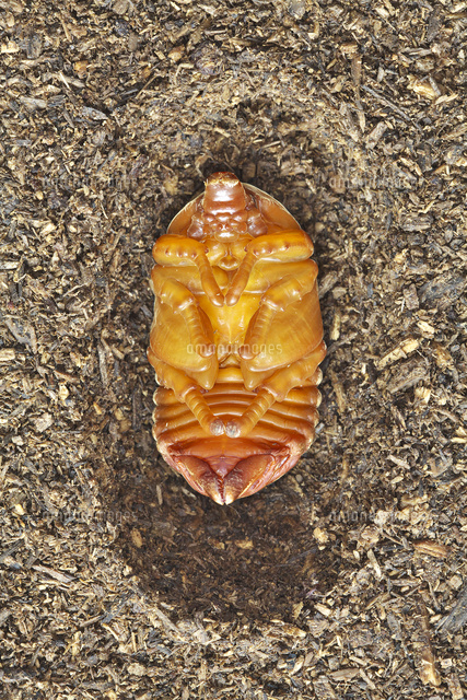 カブトムシ メスの蛹 の写真素材 イラスト素材 アマナイメージズ