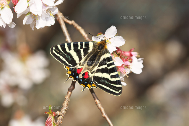 桜の花に来たギフチョウ の写真素材 イラスト素材 アマナイメージズ