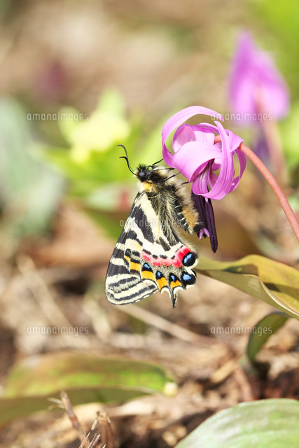 カタクリの花に飛来したギフチョウ[32067002502]の写真