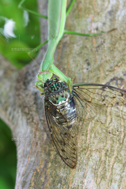 ミンミンゼミを捕えて食べるオオカマキリ の写真素材 イラスト素材 アマナイメージズ