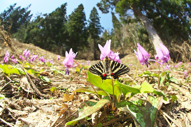 カタクリの花に飛来したギフチョウ[32067002502]の写真・イラスト素材
