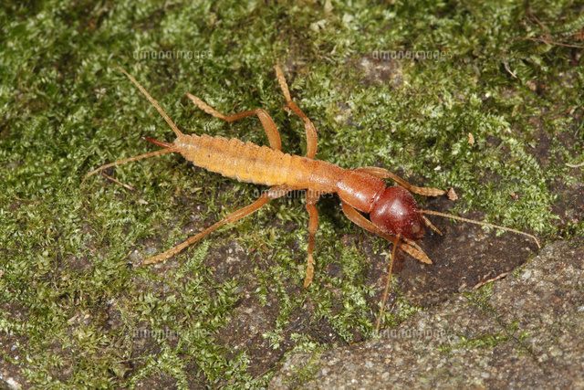石の下から出てきたガロアムシ の写真素材 イラスト素材 アマナイメージズ