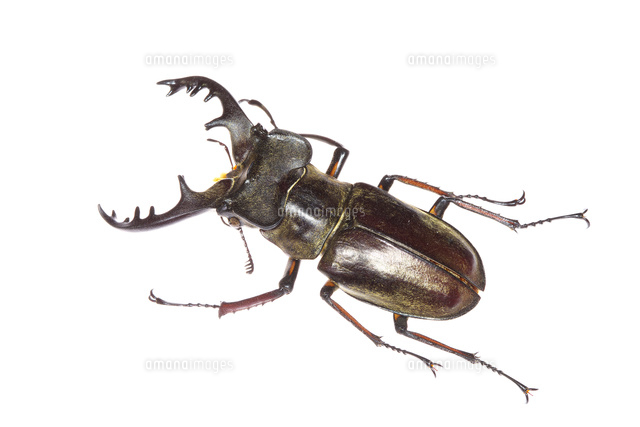 ミヤマクワガタの展足標本 （茨城県常陸太田市棚谷町産）[32067003591