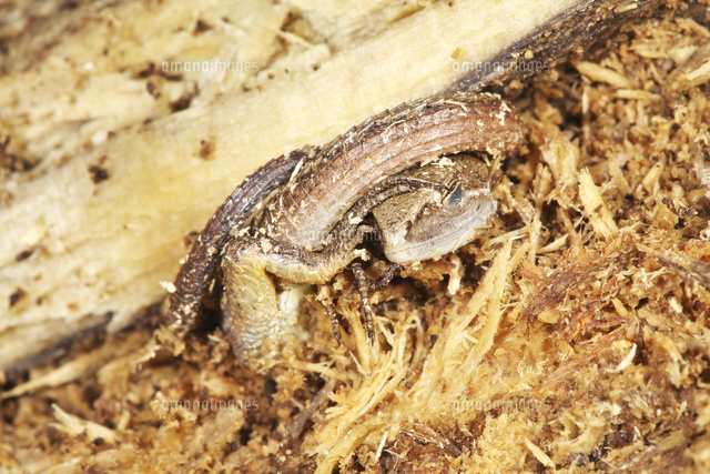 朽ち木の中で丸まって越冬するニホンカナヘビ の写真素材 イラスト素材 アマナイメージズ