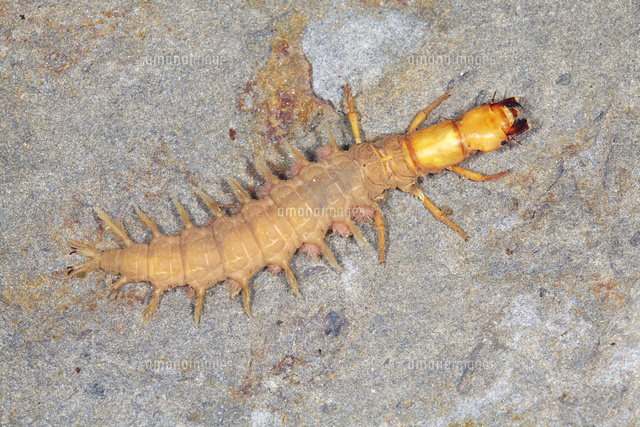 水中の石の上を歩くヘビトンボの幼虫[32067003887]の写真・イラスト