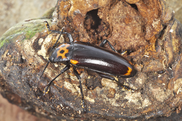 サルノコシカケ類についていたオオキノコムシ の写真素材 イラスト素材 アマナイメージズ