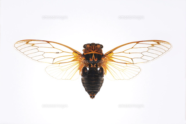 アカエゾゼミ標本（アドニス） 会報 CICADA | 日本セミの会