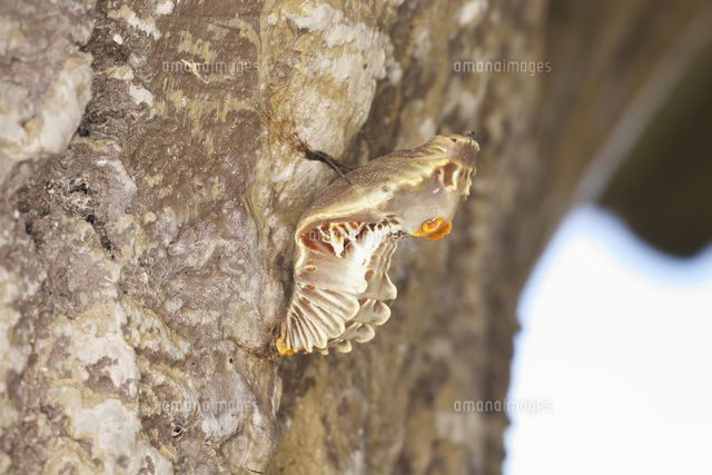 柱についていたジャコウアゲハの蛹 の写真素材 イラスト素材 アマナイメージズ