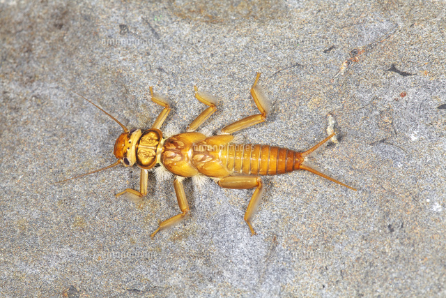 渓流の石の上のクロヒゲカワゲラ幼虫[32067004512]の写真・イラスト