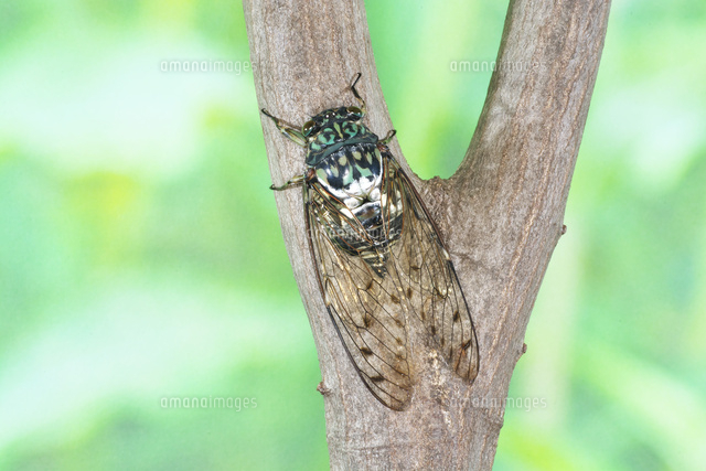 木の枝のミンミンゼミ の写真素材 イラスト素材 アマナイメージズ