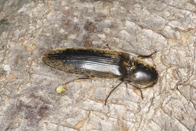 樹の幹のオオクシヒゲコメツキ の写真素材 イラスト素材 アマナイメージズ