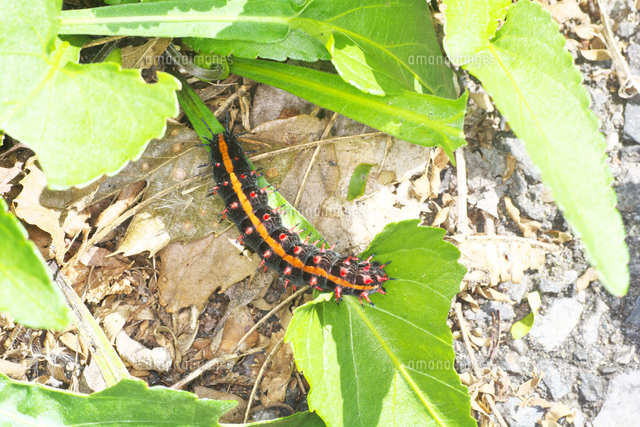 スミレの葉上のツマグロヒョウモンの幼虫[32067004831]の写真