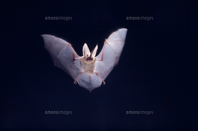 ウサギコウモリ 飛ぶ[32069000033]の写真・イラスト素材｜アマナイメージズ